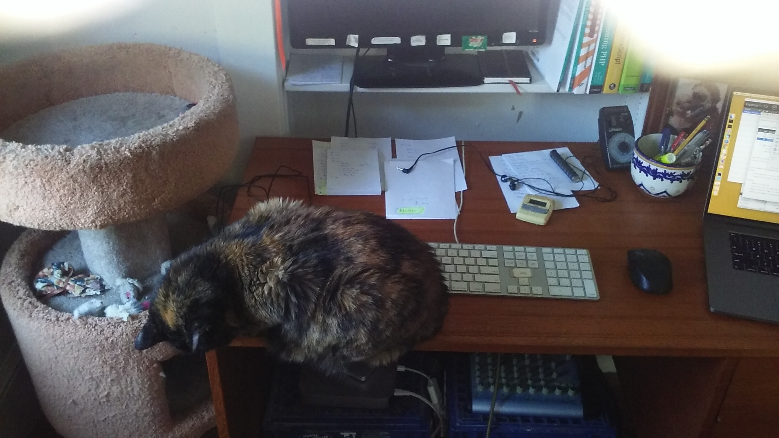 Office desk with three- level cat-castle on the left
