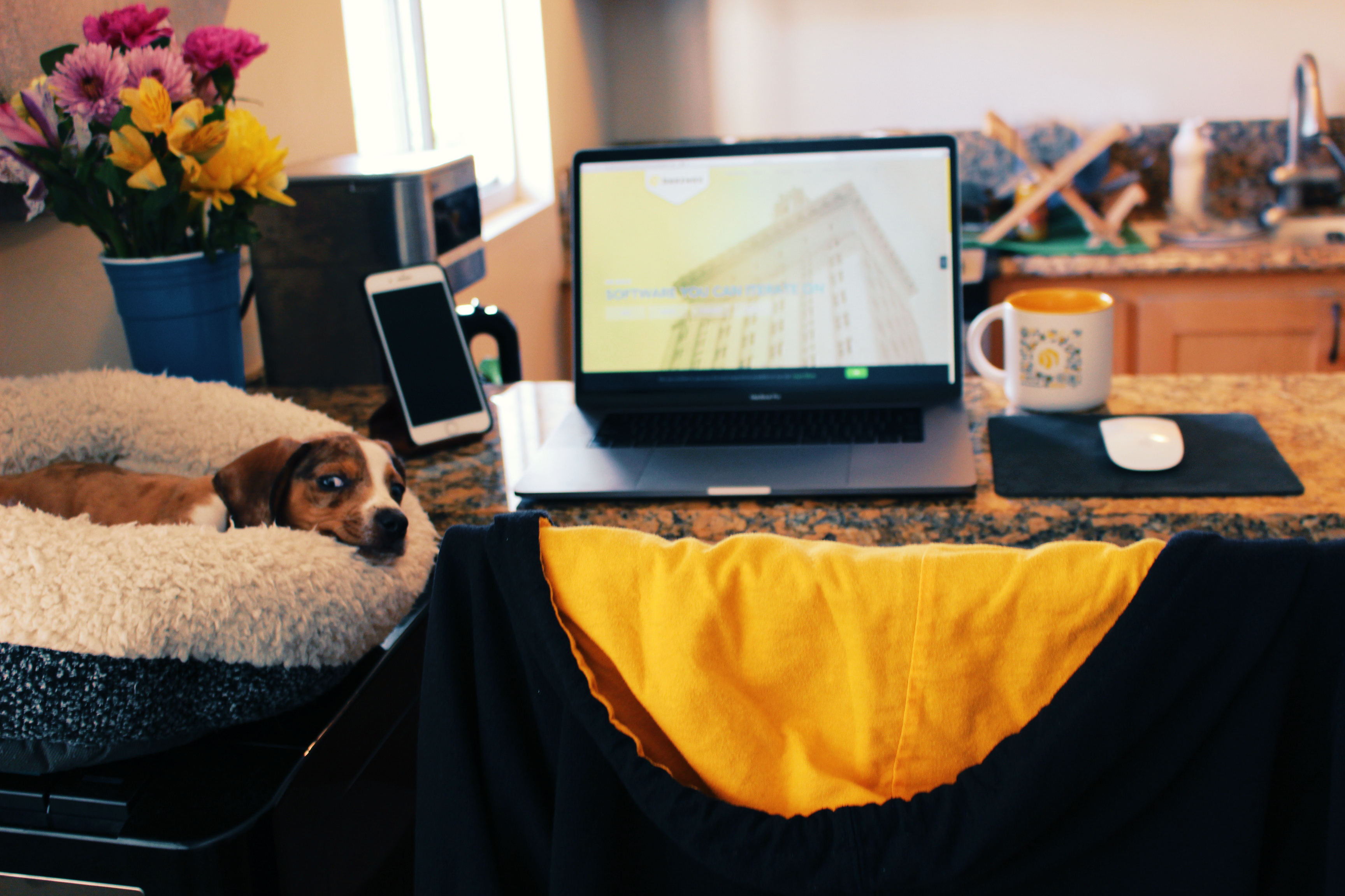 Breakfast bar workstation with ten week old basschund on the left