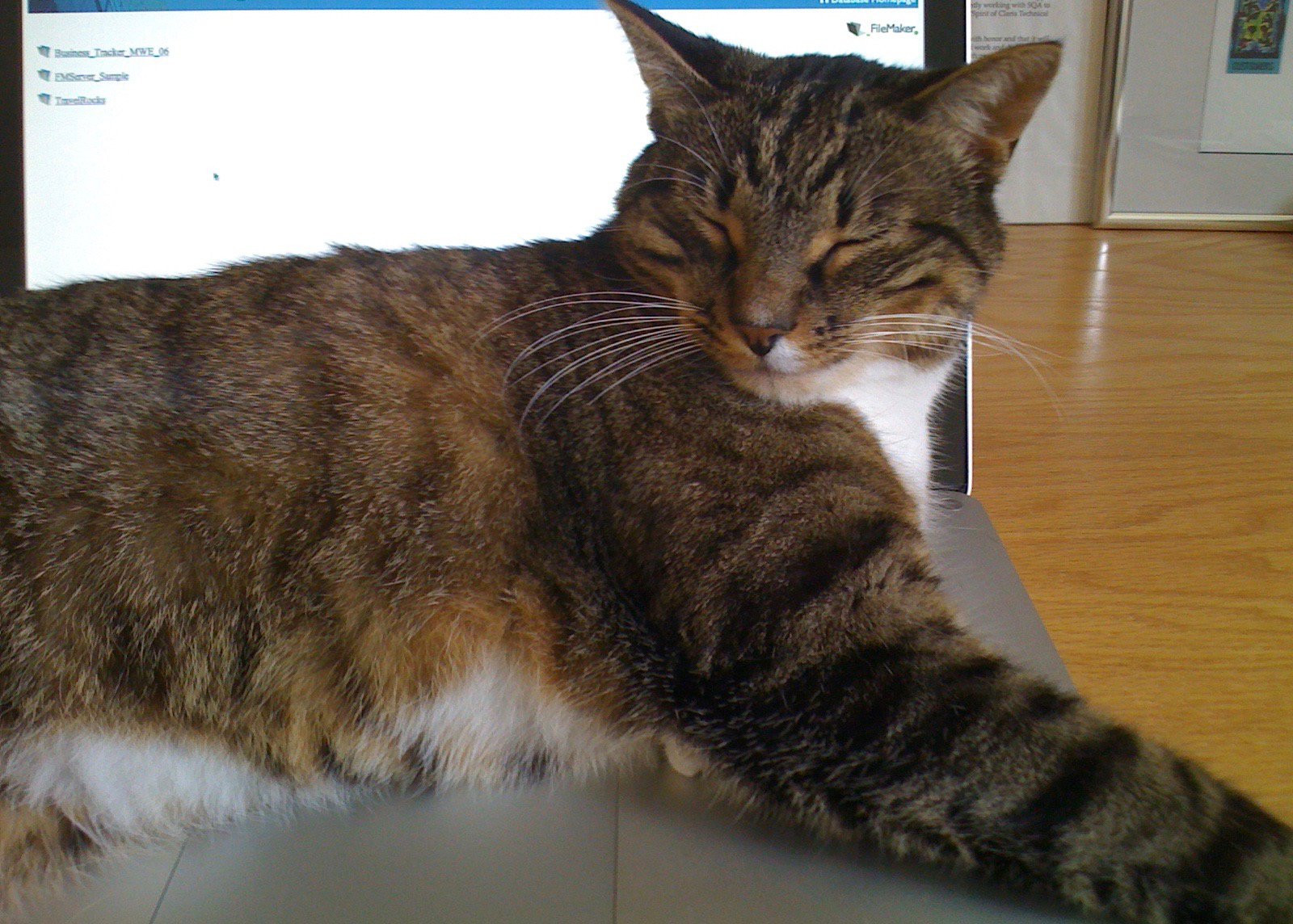 Cat laying on top of Macbook