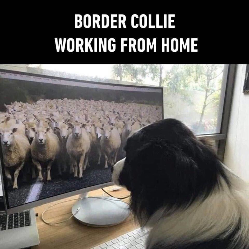 Border Collie looking at monitor