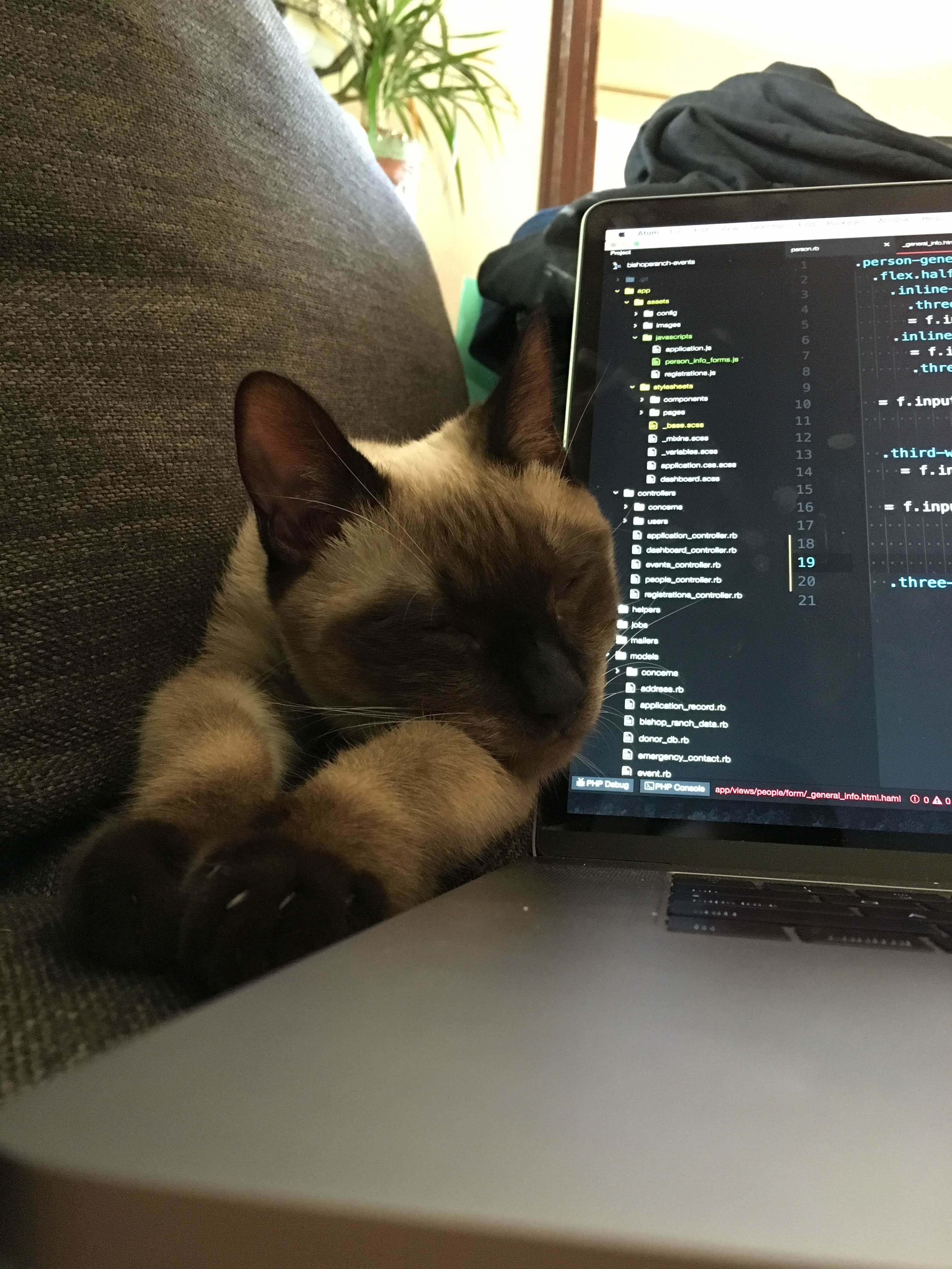 siamese cat working along on a couch