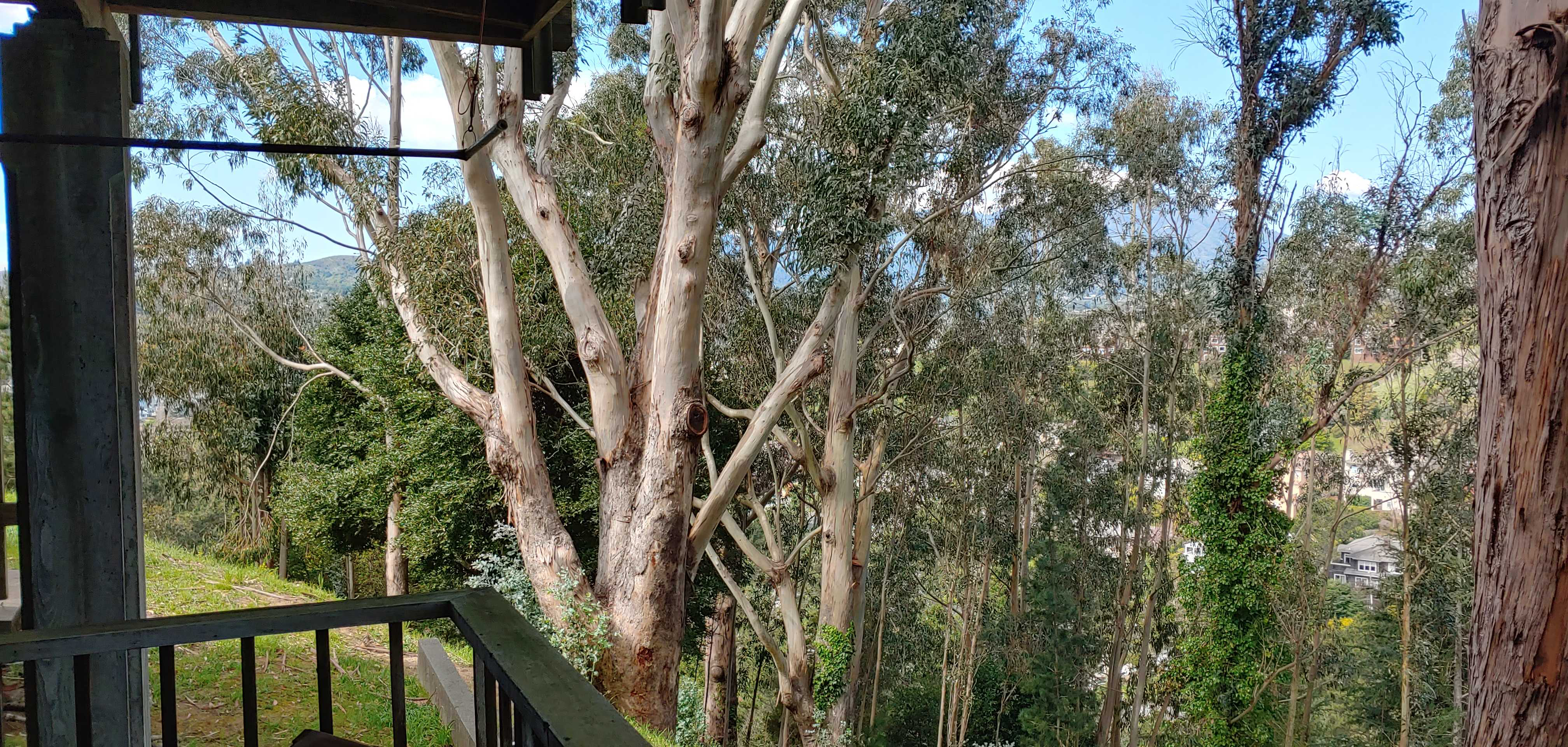 Forest view from back door