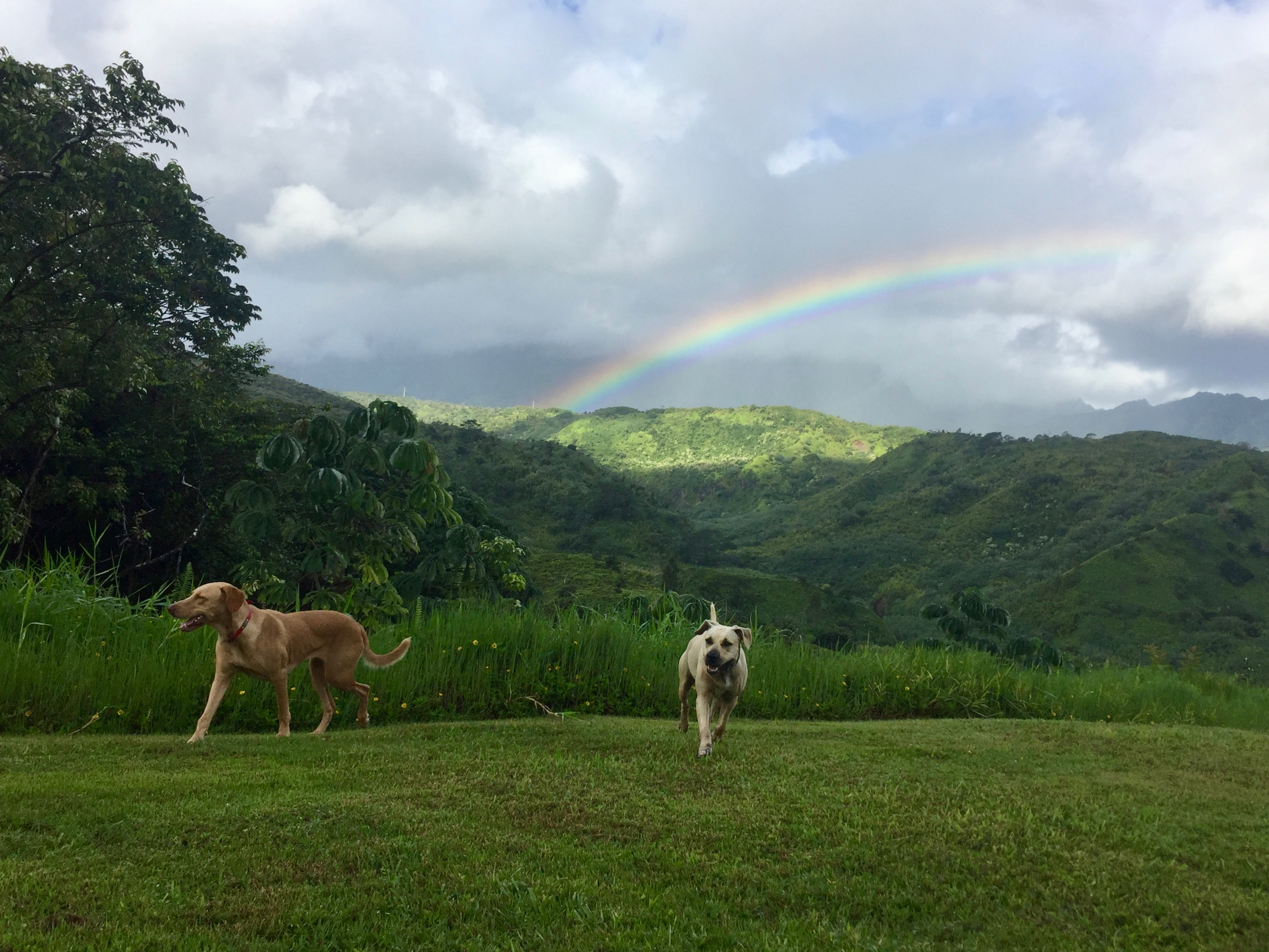 Two dogs running on the green field with rainbow sky